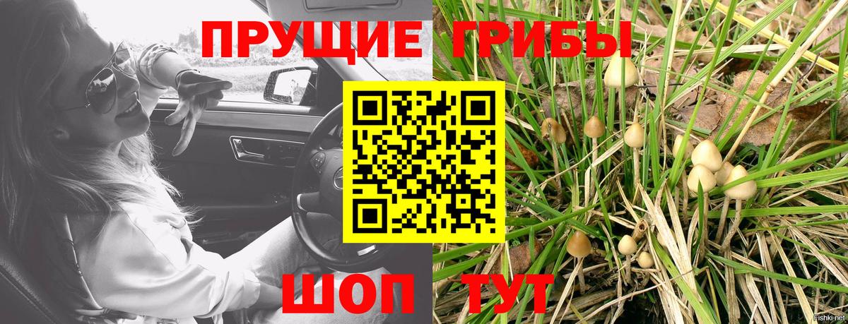 Заволжье  Псилоцибиновые грибы Cubensis  Вход с VPN 